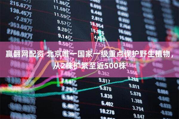 赢翻网配资 北京唯一国家一级重点保护野生植物，从2株扩繁至近500株